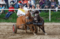 img_3164-fuhrmanstag-kemnitz-2013