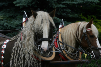 img_8267_bierzug-eibau-2013_0