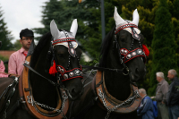 img_8286_bierzug-eibau-2013_0