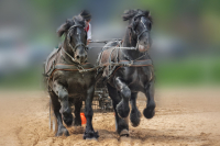 img_2674_dxo-jpg-large