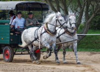img_2942-fuhrmanstag-kemnitz-2013