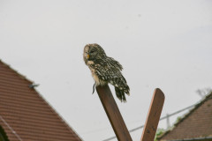 IMG_7094Die_Raubritter_vom_Valtenberg_2016