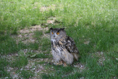 IMG_7097Die_Raubritter_vom_Valtenberg_2016