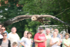 IMG_7111Die_Raubritter_vom_Valtenberg_2016