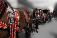 img_8199a_dxofp_bierzug-eibau-2013_0