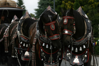 img_8476_bierzug-eibau-2013