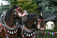 img_8483_bierzug-eibau-2013