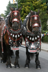 img_8484_bierzug-eibau-2013