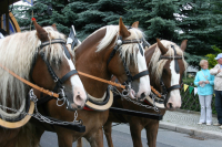 img_8507_bierzug-eibau-2013