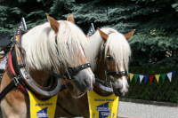 img_8534_bierzug-eibau-2013