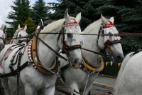 img_8545_bierzug-eibau-2013