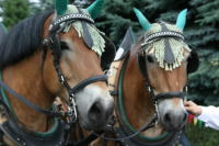 img_8554_bierzug-eibau-2013