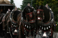 img_8476_bierzug-eibau-2013