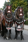img_8484_bierzug-eibau-2013