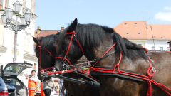 p1270272-loeber-bierwagenziehen-2013_02