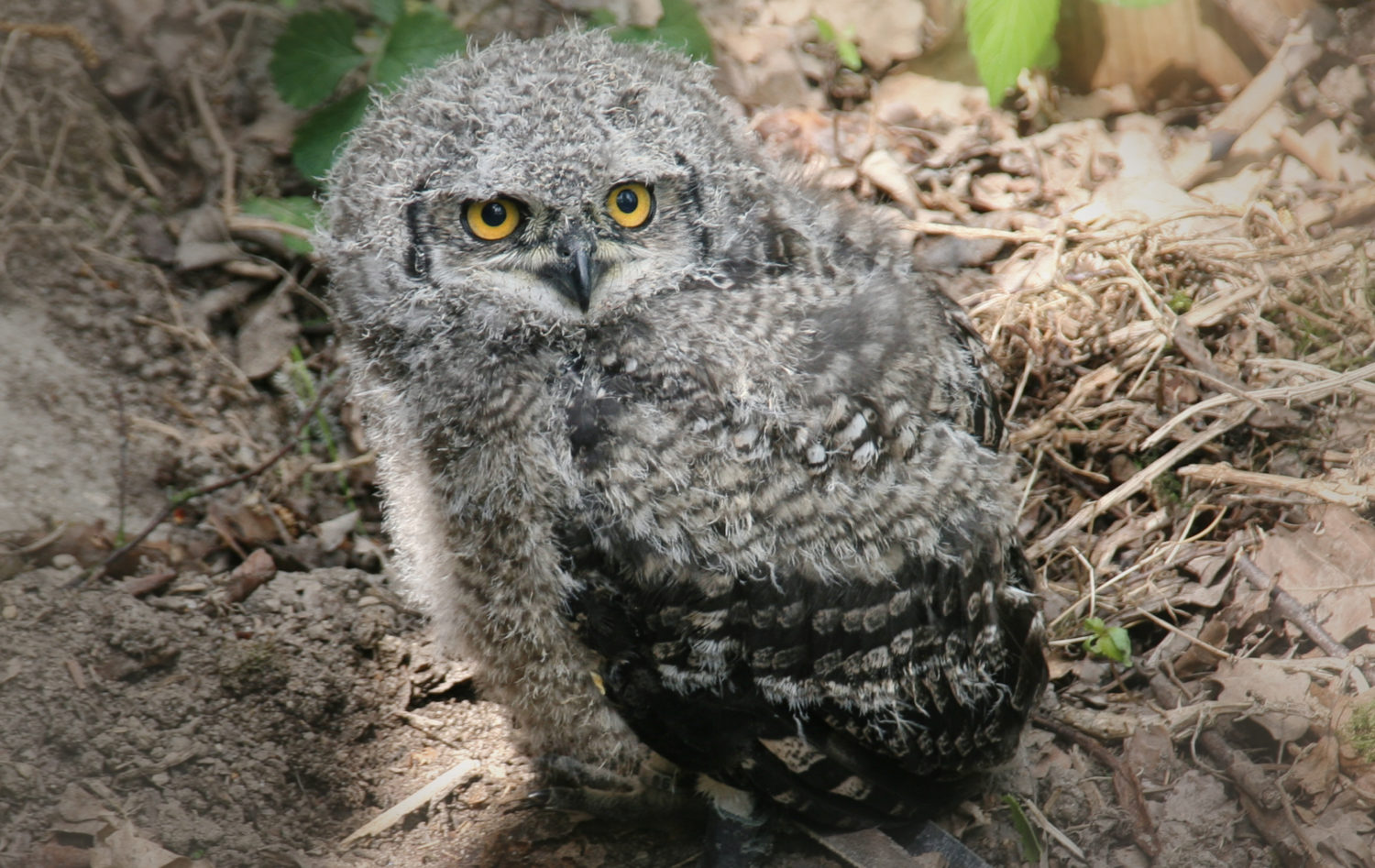 Greifvogelwarte Oberlausitz Lawalde